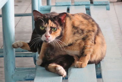 Portrait of cat relaxing outdoors