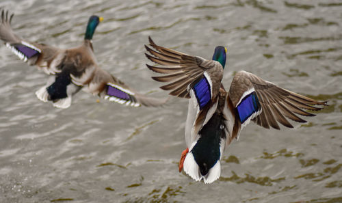 Birds flying over lake