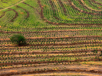 Scenic view of agricultural field