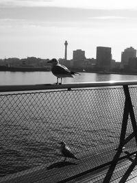 Seagull perching on railing against lake and city