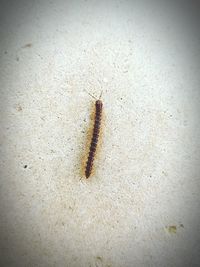 High angle view of insect