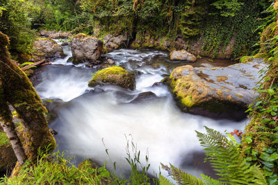 Scenic view of waterfall in forest