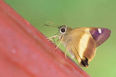 Close-up of butterfly on flower