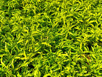 Full frame shot of green leaves on land