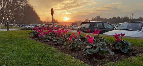 Flowering plants by car against sky during sunset