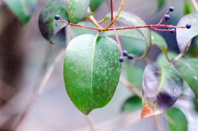 Close-up of fruits growing on tree