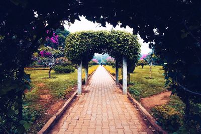 View of flowering plants in park