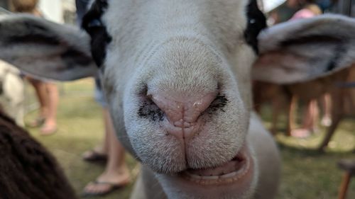 Close-up portrait of sheep