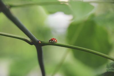 Close-up of ladybug on leaf