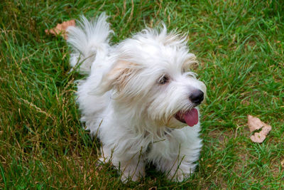 High angle view of dog on field