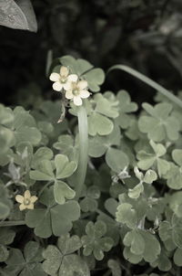 Close-up of flowering plant