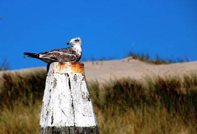 Bird perching on wooden post