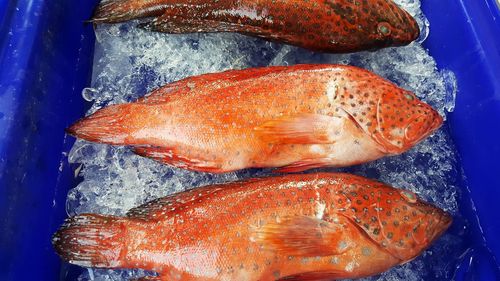 Close-up of fish on ice