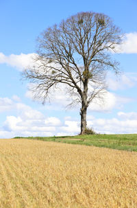 Tree on field against sky