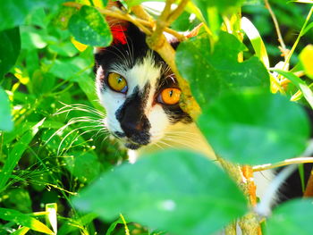 Close-up portrait of a cat