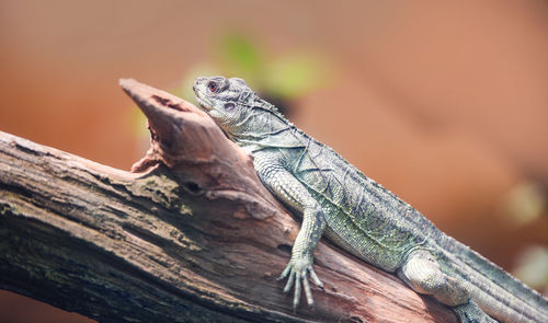 Close-up of lizard on wood