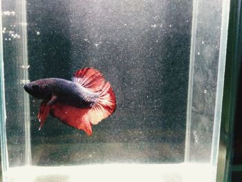 Close-up of fish in glass window