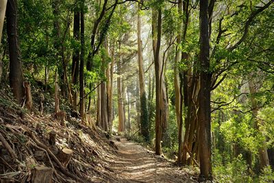 Dirt road passing through forest