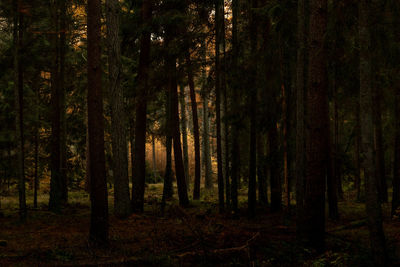 Trees in forest