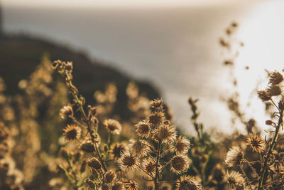 Close-up of plants against sky during sunset