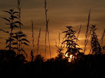 Close-up of silhouette plants on field against sunset sky