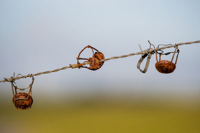 Low angle view of dead plant hanging on branch against sky