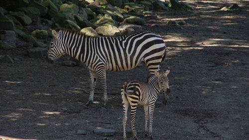 Zebra standing zebras