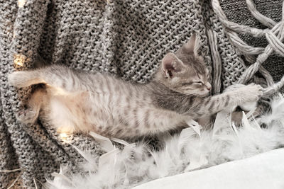 Close-up of a cat sleeping