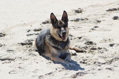 Portrait of dog on sand at beach