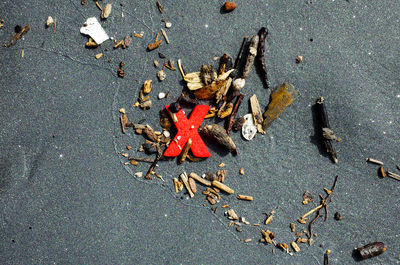 High angle view of damaged leaves on road