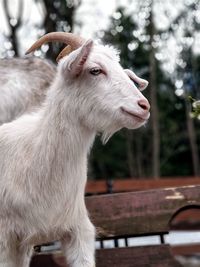 Close-up of a goat looking away