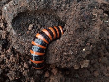 High angle view of insect on rock