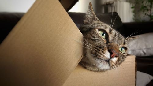 Close-up of cat at home