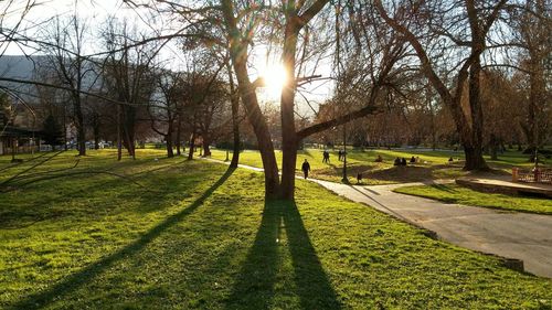 Trees on grassy field