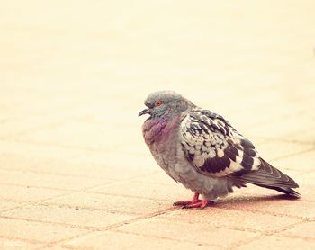 Close-up of pigeon perching