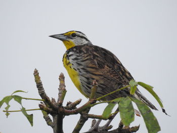 Bird perching on a tree