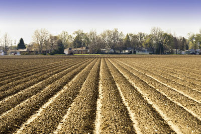 Scenic view of agricultural field against sky
