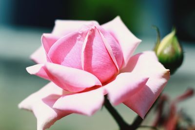 Close-up of pink rose