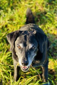 Close-up of dog