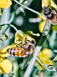 Close-up of butterfly perching on plant