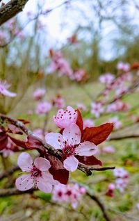 Close-up of cherry blossoms in spring