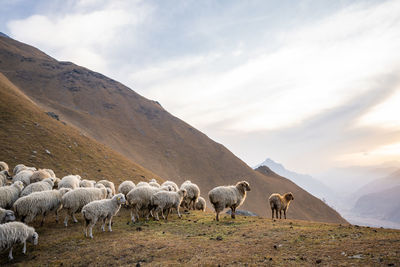 Flock of sheep on landscape