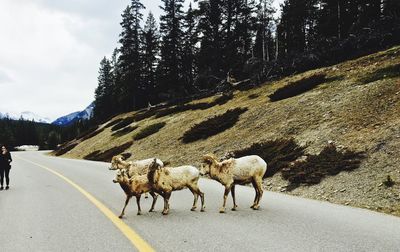 Sheep on road by trees against sky