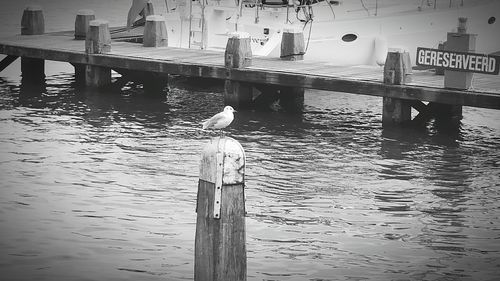 Seagull perching on wooden post in lake