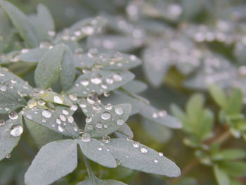 Close-up of water drops on leaves