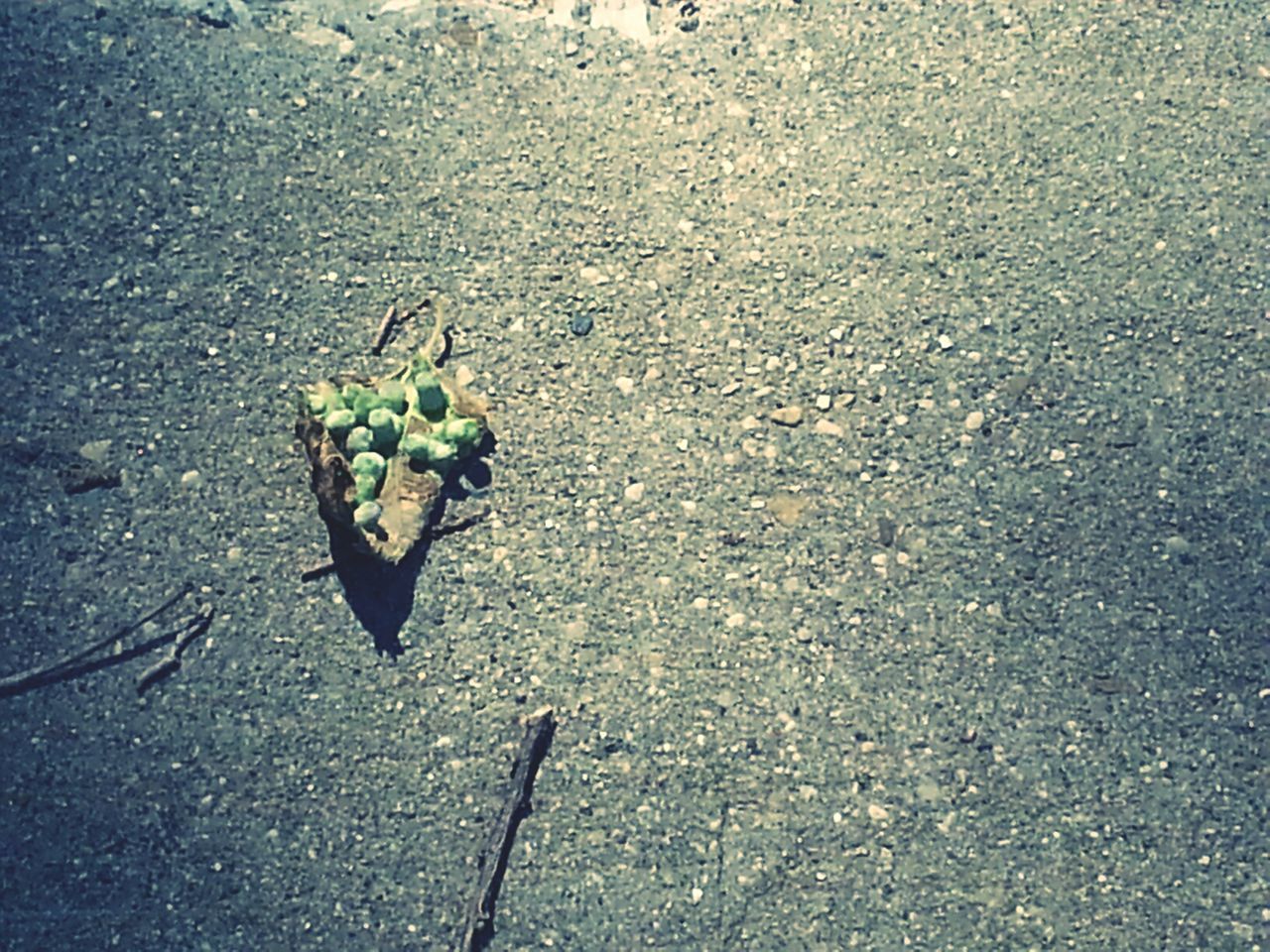 high angle view, leaf, street, asphalt, nature, plant, road, ground, day, outdoors, close-up, no people, growth, dry, textured, sunlight, sidewalk, fragility, shadow, transportation