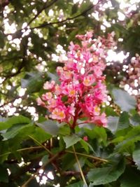 Close-up of pink cherry blossoms in spring