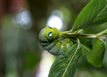 Close-up of insect on plant