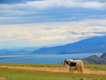 Yak on dirt road by lake against cloudy sky