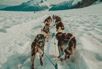 Sled dogs running on snow